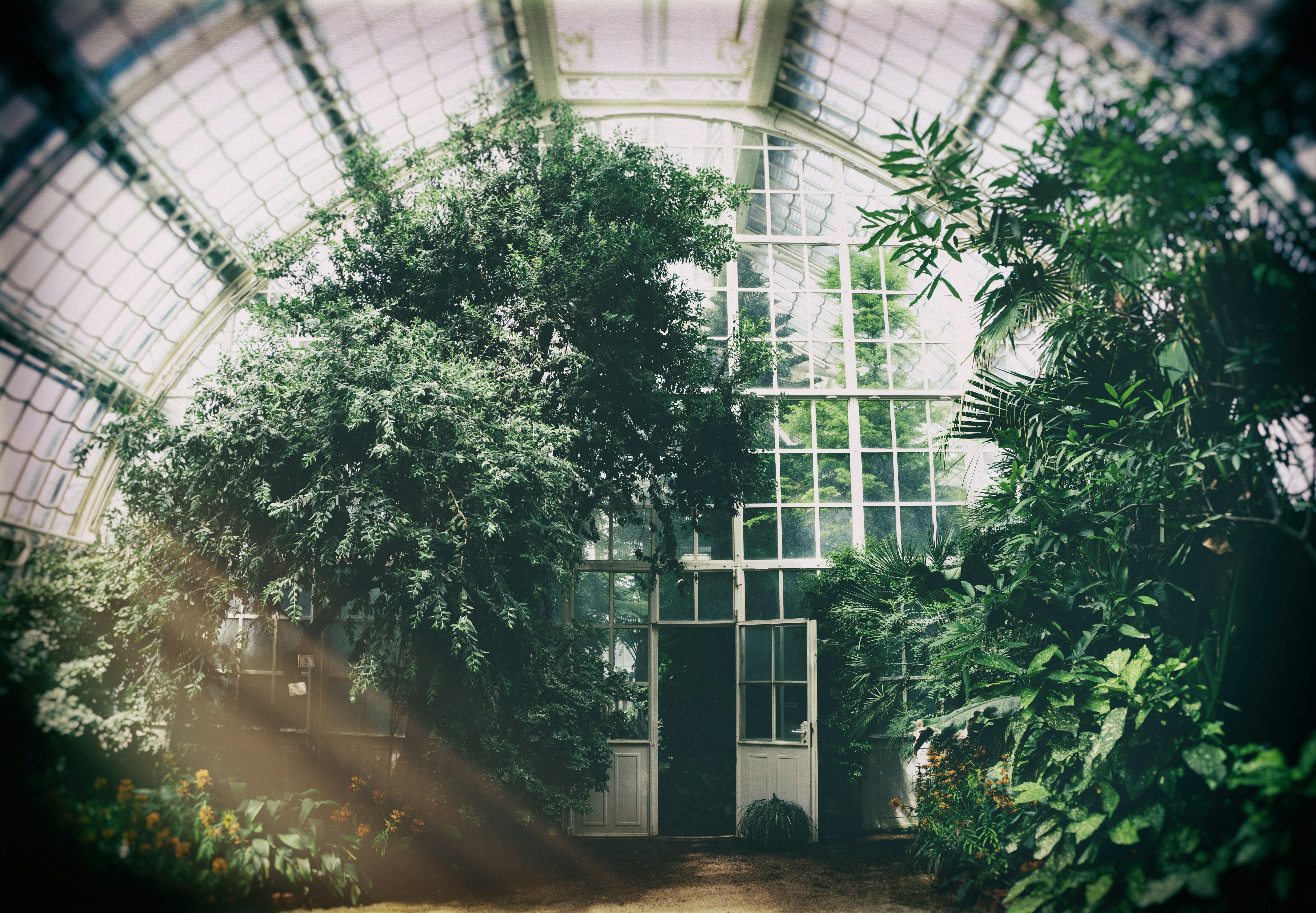 Interior of a large glasshouse, dense with trees and plants under an arched glass roof